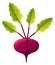 Textured beetroot drawing. Colorful root vegetable with green leaves