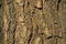 Textured brown bark background