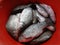 Textured carp fish in a red bowl isolated