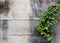 Textured derelict concrete wall with ivy