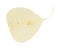 textured dried yellow leaf cut out on white