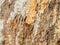 textured eucalyptus bark