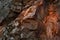 A textured fragment of a rock illuminated by the sunset