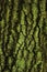 Textured Green Bark on a Tree- Vertical