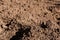 Textured ground surface as background. Fertile soil