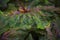 Textured leaf of of colorful caladium, latin name caladium bicolor, also called Heart of Jesus