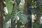 Textured leaves of Philodendron plants