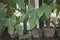 Textured leaves of Philodendron plants