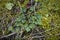 Textured leaves of Ranunculus bulbosus plant