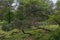 Textured mountain pines, intricately growing on a small hill. Landscape composition in the Botanical garden of the city Park.