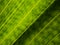 Textured palm leaf veins, green nature background, beauty in nature