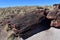 Textured Petrified Log Chunk in the Desert of Arizona