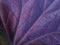 Textured Purple Underside of Heuchera Leaf in Macro