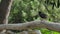 Textured small medium black bird with brown and white stripes and dotted feathers walks along a wooden log park bench