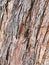 Textured Stringy Bark Eucalyptus Tree