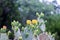 Textured Summer Cactus With Vibrant Flowers