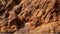 Textured surface of a sandstone cliff. AI generated