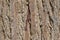 Textured tree bark closeup background wallpaper