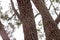 textured trunk of angiosperm tree