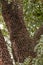 textured trunk of angiosperm tree
