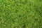 Textured Woodland Green Moss Background