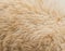 Textured of wool sheep closeup