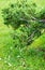 Textures of Assorted Greenery Plus Dandelions