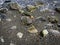 Textures of the beach with rocks, seaweed and driftwood