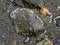 Textures of the beach with rocks, seaweed and driftwood