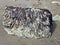 Textures of the beach with rocks, seaweed and driftwood