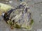 Textures of the beach with rocks, seaweed and driftwood