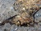 Textures of the beach with rocks, seaweed and driftwood