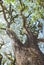 Textures of Bearded Mossman Trees, Australia