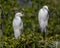 Textures of a Pair of Snowy Egrets