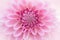 Textures pink flower close-up detail