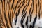 Textures and skins of tiger.