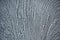 Texturized grey putty. Vintage or grungy background of venetian stucco texture as pattern wall.