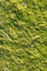 Texured Background of Green Algae or Seaweed Growing on Stone