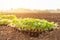 Thai agriculturist planting the young of green tobacco in the field at northern of Thailand