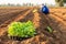 Thai agriculturist planting the young of green tobacco in the field at northern of Thailand