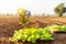 Thai agriculturist planting the young of green tobacco in the field at northern of Thailand