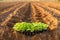 Thai agriculturist planting the young of green tobacco in the field at northern of Thailand