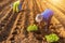 Thai agriculturist planting the young of green tobacco in the field at northern of Thailand