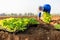 Thai agriculturist planting the young of green tobacco in the field at northern of Thailand