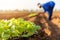 Thai agriculturist planting the young of green tobacco in the field at northern of Thailand