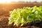 Thai agriculturist planting the young of green tobacco in the field at northern of Thailand