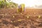 Thai agriculturist planting the young of green tobacco in the field at northern of Thailand