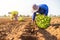 Thai agriculturist planting the young of green tobacco in the field at northern of Thailand