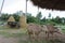 Thai albino buffalo