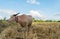 Thai albino buffalo eating grass in field